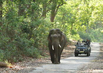 Best Jungle Safaris In The World