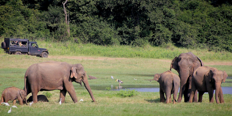 Debrigarh Jungle Safari opens for travelers