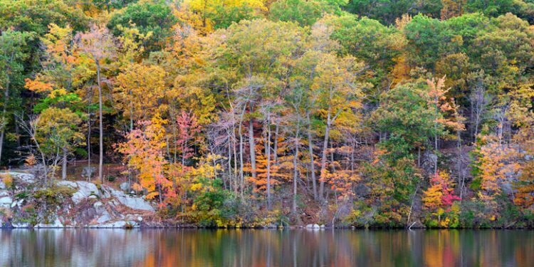 A elegant, nature-crammed workplace constructing in Tokyo boldly brings the outdoors in