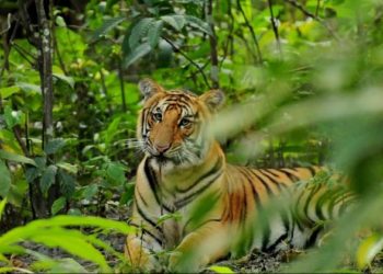 ‘Discontinue complete-day, half-day R’bore safari’