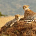 The African Jungle Safari – Best Travel Destinations In Africa