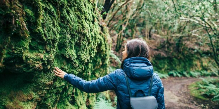 How to Care for Boston Ferns Outdoors