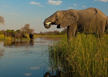 Embark on the Ultimate Adventure: Exploring Africa’s Big Five Safaris