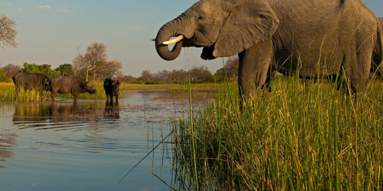 Embark on the Ultimate Adventure: Exploring Africa’s Big Five Safaris