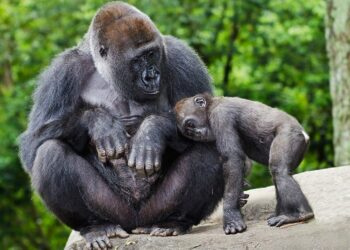 From a gorilla embracing its caretaker to a big bear attempting to find salmon: The stunning winners of a natural international photography contest found out