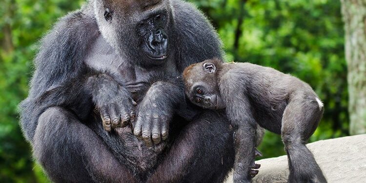 From a gorilla embracing its caretaker to a big bear attempting to find salmon: The stunning winners of a natural international photography contest found out