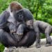 From a gorilla embracing its caretaker to a big bear attempting to find salmon: The stunning winners of a natural international photography contest found out