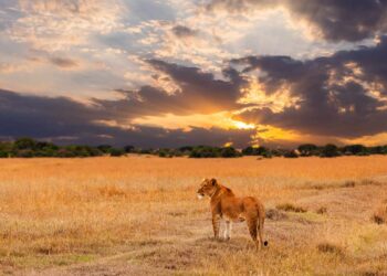 Lightning on the African savanna and Hong Kong shrouded in fog: